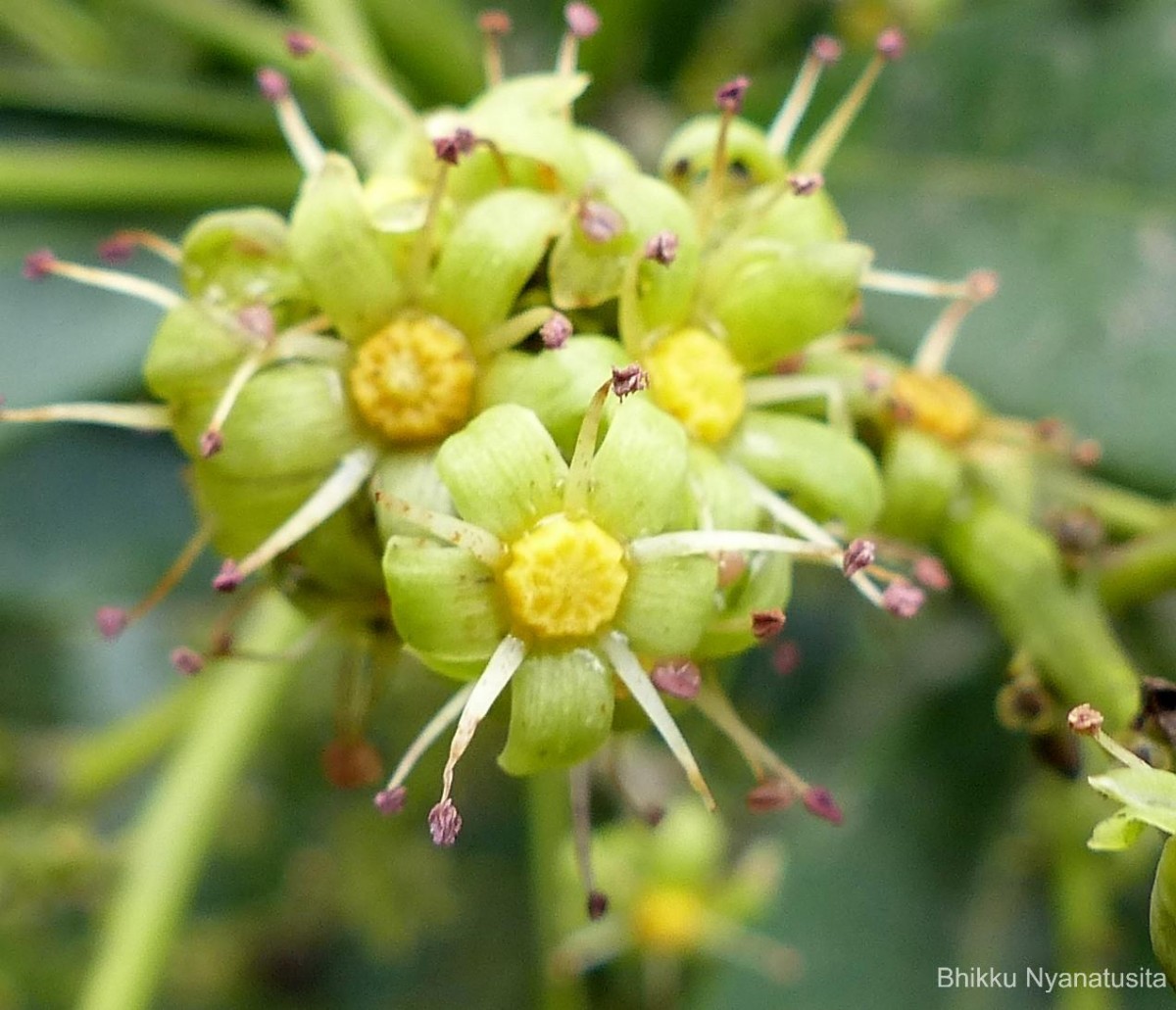 Semecarpus coriaceus Thwaites